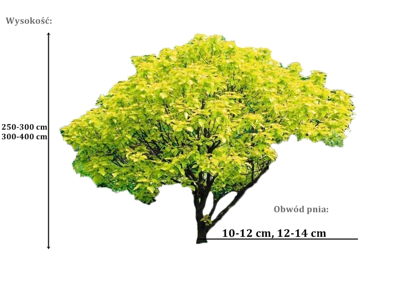 surmia aurea - duze sadzonki drzewa o roznych obwodach pnia